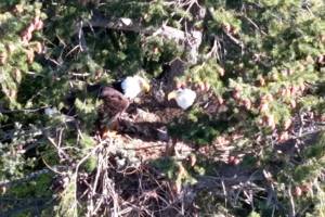 A family of eagles sits in a tree just north of Carrie Blake Community Park. Following concerns over impacts to the eagles and nearby Garry oak trees, city staff will move Sequims Fourth of July fireworks display to the other side of Carrie Blake Community Park. Staff said the show will be discharged more than half a mile away. (City of Sequim)