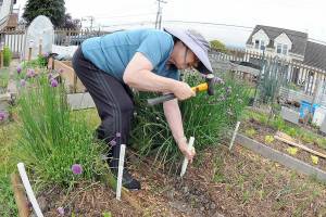Kathy Moses of Port Angeles hammers in stakes that will be used to support a cover for strawberry starts and other plants in her plot in the Fifth Street Community Garden in Port Angeles. Moses was working in a light rain during Thursdays gardening endeavor. (Keith Thorpe/Peninsula Daily News)