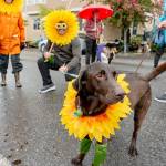A lab mix waits in the rain for the start of the 90th Rhody Festival Pet Parade in Uptown Port Townsend on Thursday. The festivals main parade, from Uptown to downtown, is scheduled for 1 p.m. (Steve Mullensky/for Peninsula Daily News)