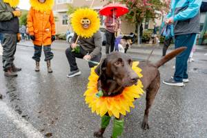 A lab mix waits in the rain for the start of the 90th Rhody Festival Pet Parade in Uptown Port Townsend on Thursday. The festivals main parade, from Uptown to downtown, is scheduled for 1 p.m. (Steve Mullensky/for Peninsula Daily News)