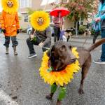A lab mix waits in the rain for the start of the 90th Rhody Festival Pet Parade in Uptown Port Townsend on Thursday. The festivals main parade, from Uptown to downtown, is scheduled for 1 p.m. (Steve Mullensky/for Peninsula Daily News)