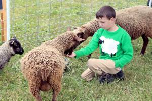 Eamon Myers, age 10 of Port Angeles, feeds some of the Shetland Sheep at the 42nd annual Shepherd’s Festival, held Monday at the Sequim Prairie Grange — both inside and out. It included many vendors with sheep, goats, llamas and related products. (Dave Logan/For Peninsula Daily News)