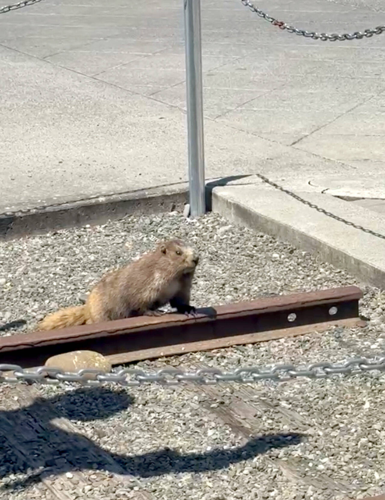 Marmot takes trip to downtown Port Angeles | Peninsula Daily News