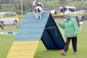 Lynette Hostetler of Port Angeles instructs Ian, her shetland sheepdog, over an inclined obstacle during Saturdays AKC Agility Rally and Obedience Trials at Carrie Blake Park in Sequim. The event, hosted by the Hurricane Ridge Kennel Club, featured a variety of obstacle courses with dogs searching for the fastest time in the ring. (Keith Thorpe/Peninsula Daily News)