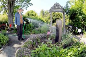 Master Gardener Cece Fitton of Sequim waters a patch of black-eyed Susans and phacelia, along with other pollinator plants, on Thursday at the groups demonstration garden at 2711 Woodcock Road near Sequim. The Woodcock Garden, operated through the Washington State University Extension office, features a classroom and an outdoor pavilion for seasonal lectures and workshops and is open to the public during daylight hours year-round. (Keith Thorpe/Peninsula Daily News)