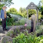 Master Gardener Cece Fitton of Sequim waters a patch of black-eyed Susans and phacelia, along with other pollinator plants, on Thursday at the groups demonstration garden at 2711 Woodcock Road near Sequim. The Woodcock Garden, operated through the Washington State University Extension office, features a classroom and an outdoor pavilion for seasonal lectures and workshops and is open to the public during daylight hours year-round. (Keith Thorpe/Peninsula Daily News)