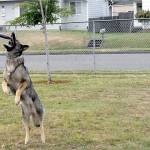 Mike OBrien of Port Angeles watches as his dog, Nara, left, catches a flying disc and his other dog, Copper, waits for his turn to fetch a ball on Thursday at Erickson Playfield in Port Angeles. OBrien said catch and fetch are favorite activities for his canine companions. (Keith Thorpe/Peninsula Daily News)