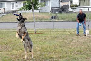 Mike OBrien of Port Angeles watches as his dog, Nara, left, catches a flying disc and his other dog, Copper, waits for his turn to fetch a ball on Thursday at Erickson Playfield in Port Angeles. OBrien said catch and fetch are favorite activities for his canine companions. (Keith Thorpe/Peninsula Daily News)