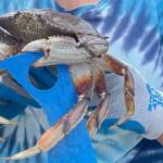 Crab season begins in marine areas surrounding the North Olympic Peninsula on July 3. (Annie Johnson/WDFW)