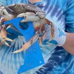 Crab season begins in marine areas surrounding the North Olympic Peninsula on July 3. (Annie Johnson/WDFW)