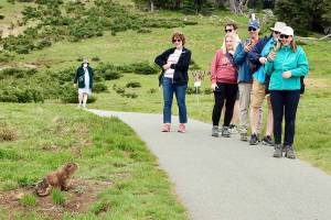 An Olympic marmot stands as the star of the show at Hurricane Ridge on Monday. These tourists from Alaska stopped and photographed the creature from a distance as he slowly ate his meal of wildflowers. The marmot is a rodent in the squirrel family and is unique to Washington state. The hibernating mammals burrow is only about 50 feet up the paved path away from the parking lot. The group had just photographed deer at the Ridge. (Dave Logan/for Peninsula Daily News)