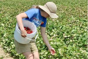 Mandy Miller of Port Angeles and other members of her family spent some time over the Fourth of July weekend picking eight pounds of strawberries at the Graysmarsh Farms north of Sequim. Raspberries will soon though reach their peak picking season, and both are available at Graysmarsh. (Dave Logan/for Peninsula Daily News)