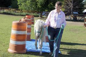 Karen Griffiths
Rainshadow Equine Sanctuary Teams Debi Pavlich-Boaz leads Paliday calmly over a blue tarp as part of his daily training routine. She worked with the Yakima Sheriffs Department to capture the mini stallion when he was running alongside a freeway, deftly evading capture. Without her help, and an offer to take him home, the sheriffs department planned on taking the then-untrained pony to a local holding pen to await transport to a slaughter house in Canada. Instead, Paliday is now happily living the rest of days out as a gelding at the sanctuary.