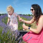 Kennedy Reynolds, 2, takes a look at a row of lavender plants with her mother, Chelsea Reynolds of Port Angeles, during a Saturday outing to B & B Family Lavender Farm west of Sequim. The farm will be a participant in this weekends Lavender Weekend, a celebration of all things lavender in Sequim and across the Dungeness Valley. (Keith Thorpe/Peninsula Daily News)