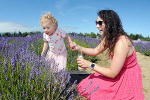 Kennedy Reynolds, 2, takes a look at a row of lavender plants with her mother, Chelsea Reynolds of Port Angeles, during a Saturday outing to B & B Family Lavender Farm west of Sequim. The farm will be a participant in this weekends Lavender Weekend, a celebration of all things lavender in Sequim and across the Dungeness Valley. (Keith Thorpe/Peninsula Daily News)