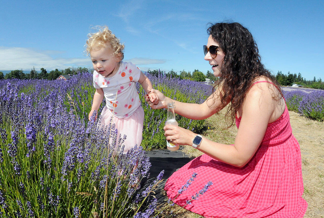 Kennedy Reynolds, 2, takes a look at a row of lavender plants with her mother, Chelsea Reynolds of Port Angeles, during a Saturday outing to B & B Family Lavender Farm west of Sequim. The farm will be a participant in this weekends Lavender Weekend, a celebration of all things lavender in Sequim and across the Dungeness Valley. (Keith Thorpe/Peninsula Daily News)