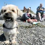 Cheryl and John Francis of Sequim, along with their dogs, from left, Bella, Molly and Yogi, enjoy a day in the sun at Cline Spit County Park north of Sequim on Tuesday. The couple and their pets, who recently moved from California, took advantage of the areas recreational opportunities. (Keith Thorpe/Peninsula Daily News)