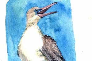 A watercolor sketch of a red-footed booby is part of The Nature Journals of Carolyn Woods on display at the Port Townsend Marine Science Center through Oct. 12.
