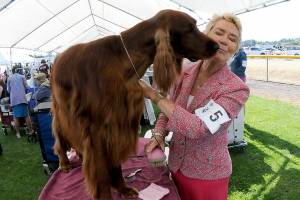 Anita Gage of Fortuna, Calif., gets a kiss from GHC Bronze Firle Oak Sadlers Wells Sadler in preparation for showing before the judges during the 2025 AKC All-Breed Conformation Show and Obedience and Rally Trials on Sunday at Carrie Blake Park in Sequim. The three-day show, hosted by the Hurricane Ridge Kennel Club, featured hundreds of dogs from across the region in multiple rings and obedience displays. (Keith Thorpe/Peninsula Daily News)