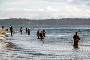 The pink salmon were running close enough to shore to attract at least dozen anglers to the beach at Fort Worden State Park in Port Townsend on Friday. (Steve Mullensky/for Peninsula Daily News)