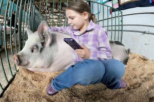 Anna-Marie Tax, 9, of Port Angeles, a member of the Rascals 4H Club, sits in a pen with Fiona, a Berkshire/Hampshire cross breed, on Thursday in the swine barn at the Clallam County Fair. (Keith Thorpe/Peninsula Daily News)
