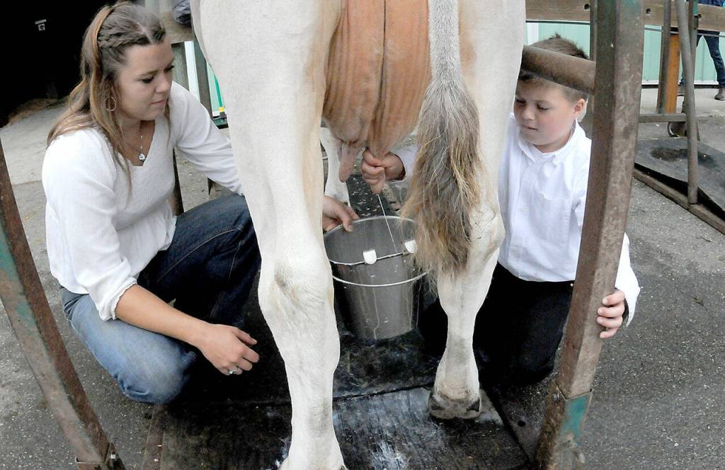 Bo Anderson, 8, a member of the Pure Country 4-H Club, right, receives a lesson in cow milking from his sister, Bailey Anderson of Port Angeles, an open class competitor with her brown Swiss dairy cow, Darla, on Friday at the Clallam County Fair. (Keith Thorpe/Peninsula Daily News)