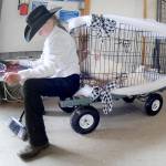 Natilee Winters, 11, a member of the Port Angeles-based Lambchops 4-H Club, sits on a display cart with her chickens as she awaits her turn in the auction ring during the Pacific Northwest Junior Livestock Auction on Saturday at the Clallam County Fair. Dozens of youngsters put their animals on the auction block in hopes of a large payoff for their livestock-rearing efforts. (Keith Thorpe/Peninsula Daily News)