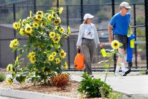 Val and Tim Cullinan of Sequim walk past stalks of sunflowers on their way to the pickleball courts at Carrie Blake Park in Sequim. The sunflowers are among several towering stands in the park and surrounding area. (Keith Thorpe/Peninsula Daily News)