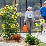 Val and Tim Cullinan of Sequim walk past stalks of sunflowers on their way to the pickleball courts at Carrie Blake Park in Sequim. The sunflowers are among several towering stands in the park and surrounding area. (Keith Thorpe/Peninsula Daily News)