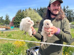 Joseph Molotsky of Discovery Bay Wild Bird Rescue in Port Townsend came to Sequim to take custody of two baby owls from Bert Corales and Candace Fagerhaugh. The couple, who have an owl house on their 5-acre property, fed the owlets after the birds parents disappeared. (Bert Corales and Candace Fagerhaugh)