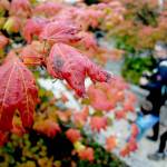 Raindrops coat the leaves of a vine maple tree at the Olympic National Park visitor center in Port Angeles. Although many species of trees are beginning to make an early transition to their fall colors, most foliage on the Peninsula are holding on their green leaves for now. (Keith Thorpe/Peninsula Daily News)
