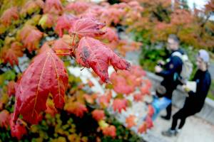 Raindrops coat the leaves of a vine maple tree at the Olympic National Park visitor center in Port Angeles. Although many species of trees are beginning to make an early transition to their fall colors, most foliage on the Peninsula are holding on their green leaves for now. (Keith Thorpe/Peninsula Daily News)