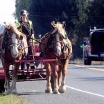 Ada Belle of Sequim drives a team of draft horses, Jim and Jake, along the side of Old Olympic Highway west of Sequim on Saturday. She said the horses are used for a variety of farm tasks and were being moved from one field to another. (Keith Thorpe/Peninsula Daily News)
