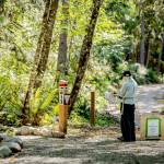 Over the past year, Jefferson Land Trust staff and volunteers have worked hard to complete trails and install signs and other infrastructure to help visitors access and enjoy Chimacum Ridge Community Forest. Here, a guest enjoys the forest during the grand opening celebration event. (Sara Kozak)