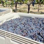 This is what a half-ton bin of wine grapes looks like. I will truck more than 80 to 90 of these over the next month. (Don Corson/for Peninsula Daily News)