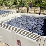 This is what a half-ton bin of wine grapes looks like. I will truck more than 80 to 90 of these over the next month. (Don Corson/for Peninsula Daily News)