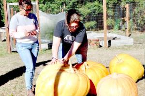 Sabrina Mudd, left, and Michele Stafford of Port Angeles push and wiggle the four largest pumpkins to try and guess their weights just before the official weigh-in during the 18th Evergreen Country Estate pumpkin contest on Goss Road south of Port Angeles. The four pumpkins, from left to right, weighed 151 pounds, 166 pounds, 84 pounds and 115 pounds. Dawna Krause grew the 166-pounder and was declared this years champion. The winner of the weight-guessing contest won a coho salmon or two Dungeness crabs. A dozen smaller pumpkins also were entered for fun. (Dave Logan/for Peninsula Daily News)