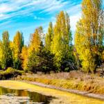 A dog walker, lower right, stops to read a sign while strolling along among the autumn colors at Kai Tai Lagoon in Port Townsend. (Steve Mullensky/for Peninsula Daily News)