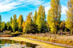 A dog walker, lower right, stops to read a sign while strolling along among the autumn colors at Kai Tai Lagoon in Port Townsend. (Steve Mullensky/for Peninsula Daily News)
