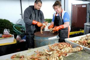 Krab Krew members Jernando Juarez, left, and Julie Myers crack open freshly cooked whole crabs destined for consumption by visitors at the Dungeness Crab Festival on Friday on the Port Angeles waterfront. Thousands of fresh crabs have been brought in for hungry festival-goers at the three-day event, which also features a variety of other seafood delights as well as live music, demonstrations, a craft fair and a crab derby. The festival will continue through Sunday. (Keith Thorpe/Peninsula Daily News)