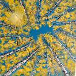 Aspens by Dee Cantlon will be part of the Ten By Ten exhibit at Blue Whole Gallery.
