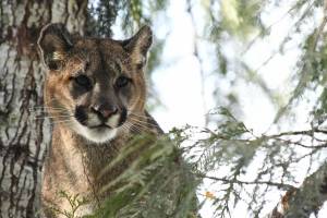 Mark Elbroch/Olympic Cougar Project
A North Olympic Peninsula cougar peers down from its perch in a cedar tree. Heart of a Lion, a documentary featuring the work of Olympic Cougar Project biologist Mark Elbroch, will be screened Nov. 14 at Peninsula College.