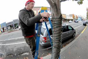 Sam Grello, executive director of the Port Angeles Waterfront District, strings holiday lights around a tree in the 100 block of West First Street on Thursday. Grello said 49 trees in downtown Port Angeles are targeted for lights, bringing a festive look to the area in time for the holiday season. Lighting this year is being sponsored by the Port of Port Angeles. (Keith Thorpe/Peninsula Daily News)