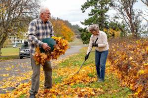 Brad Jensen and his wife MaryJo MacKenzie, both of Port Townsend, rake and gather leaves on Saturday at Fort Worden State Park. The couple planned to use the leaves as mulch in their garden. (Steve Mullensky/for Peninsula Daily News)