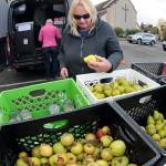 Linda Briley of Port Angeles sorts through bins of fresh fruit and vegetables at a traveling version of The Market, operated by the Port Angeles Food Bank, during a stop on Wednesday at Holy Trinity Lutheran Church in Port Angeles. The Mobile Market makes weekly stops at nine locations around Port Angeles and Joyce, offering free food supplies and meals for those in need. Times and locations can be found at www.pamarket.org. (Keith Thorpe/Peninsula Daily News)
