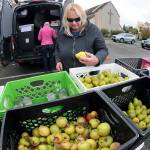 Linda Briley of Port Angeles sorts through bins of fresh fruit and vegetables at a traveling version of The Market, operated by the Port Angeles Food Bank, during a stop on Wednesday at Holy Trinity Lutheran Church in Port Angeles. The Mobile Market makes weekly stops at nine locations around Port Angeles and Joyce, offering free food supplies and meals for those in need. Times and locations can be found at www.pamarket.org. (Keith Thorpe/Peninsula Daily News)