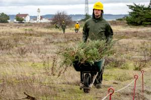 Michael Bannister of Bainbridge Island, an employee of Washington Conservation Corp, wheels a load of lupin and scotch broom to a waiting truck for disposal at a compost landfill in Port Townsend. The corps was at Fort Worden State Park, thinning out aggressive growing lupin and invasive scotch broom. (Steve Mullensky/for Peninsula Daily News)