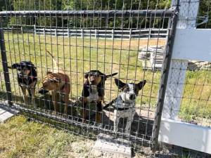 Some of the many dogs rescued by Fox-Bell Farm Humane Society. Be sure to visit its Facebook page. (Submitted photo)