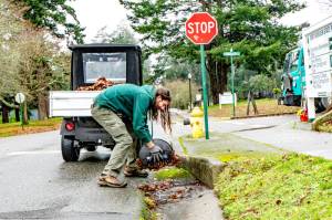 Patrick Zolpi-Mikols, a park aide with Fort Worden State Park, gathers and removes leaves covering the storm drains after an atmospheric river rainstorm early Wednesday morning in Port Townsend. A flood warning was issued by the National Weather Service until 11:11 a.m. today for the Elwha River at the McDonald Bridge in Clallam County. With the flood stage at 20 feet, the Elwha River was projected to rise to 23.3 feet late Wednesday afternoon and then fall below flood stage just after midnight. (Steve Mullensky/for Peninsula Daily News)