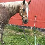 During freezing weather an exterior hot-cold frost-free water faucet helps to wash mud off a horses lower legs and hooves, soak hay and to melt ice off the top of a frozen water trough. Here, Lacey enjoyed a warm shower in the spring with this faucet by Woodford. (Karen Griffiths/For Peninsula Daily News)